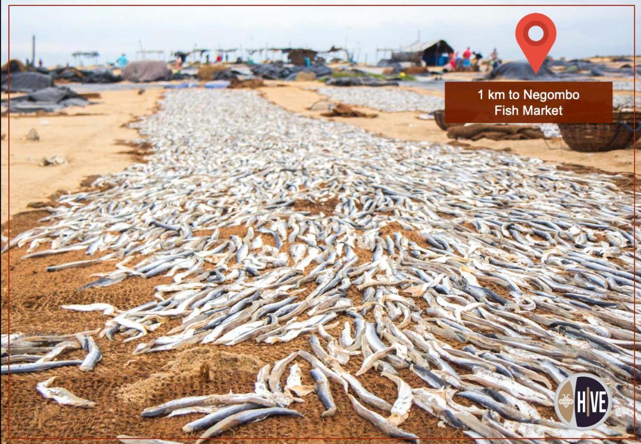Hive 68 - Hotel And Resorts Negombo Dış mekan fotoğraf